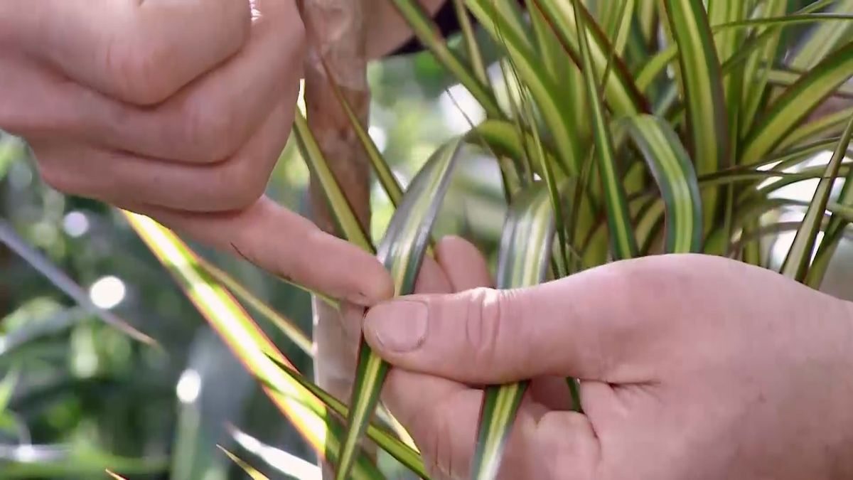 deco 686 variedades dracena marginata sunrise