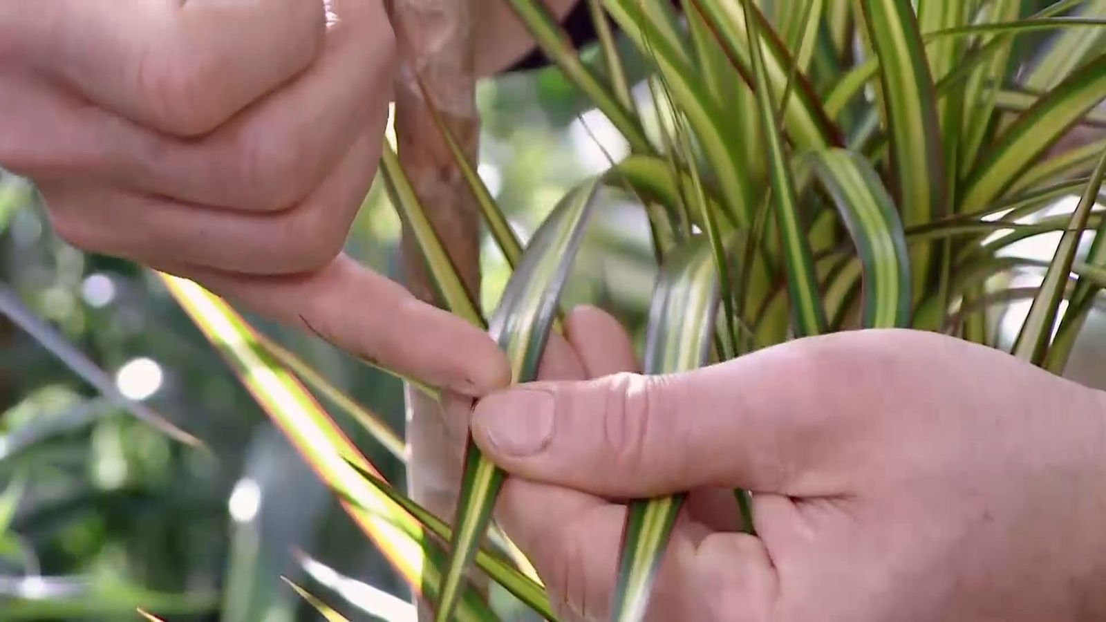 deco 686 variedades dracena marginata sunrise