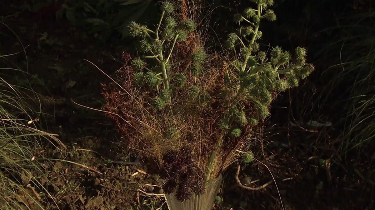 deco 757 jardin composicion con ricino