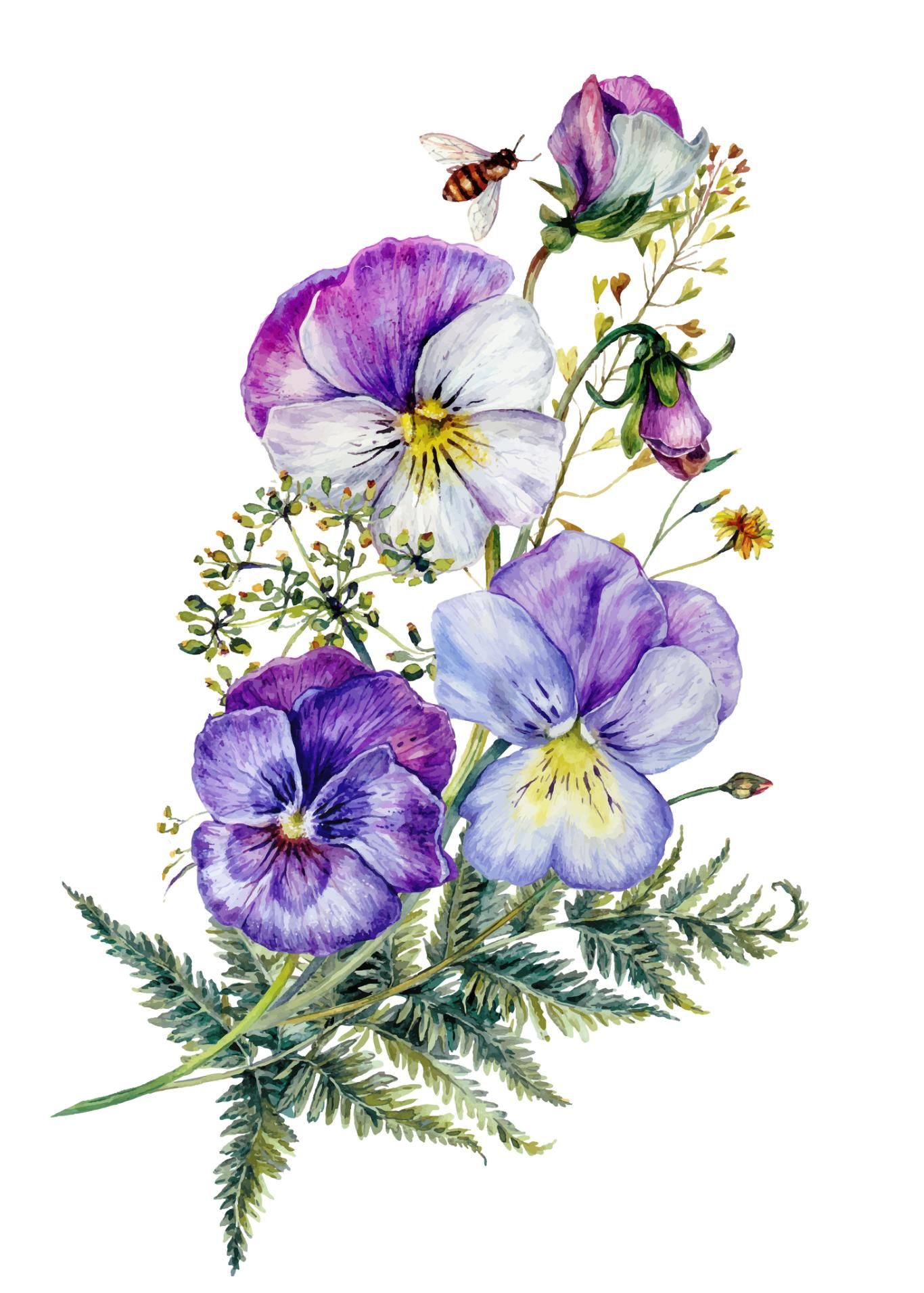Ilustración de flor pensamientos.