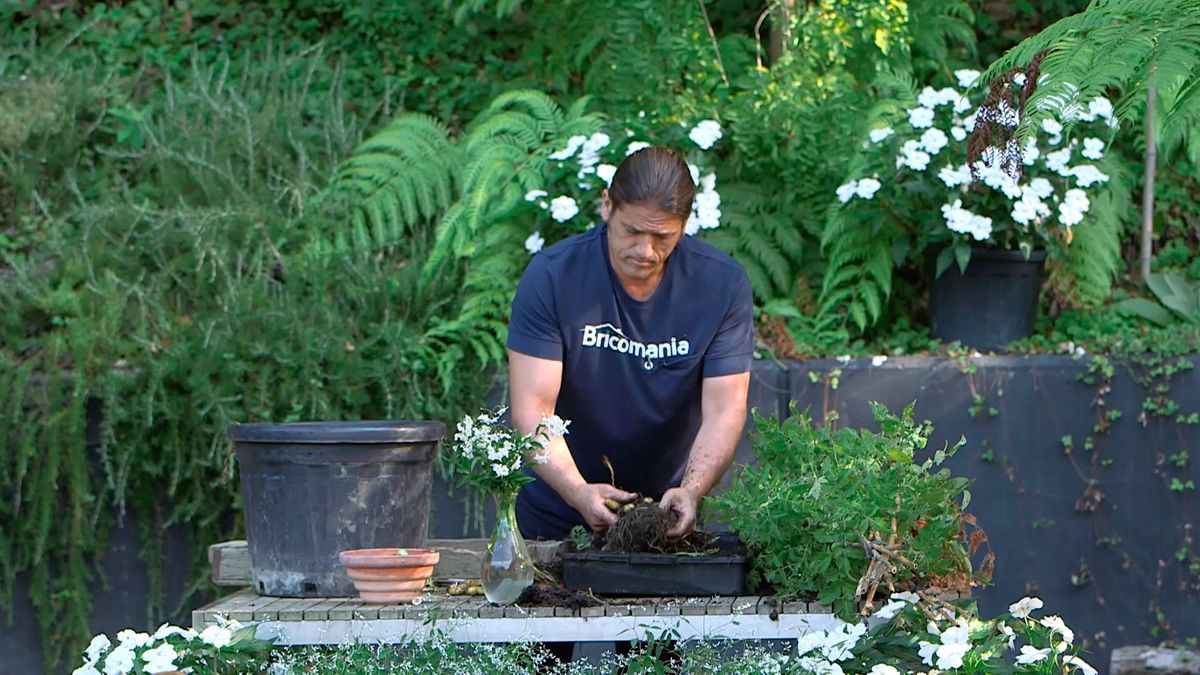 bric0962 3 resultado injerto tomatera patatera otras variedades