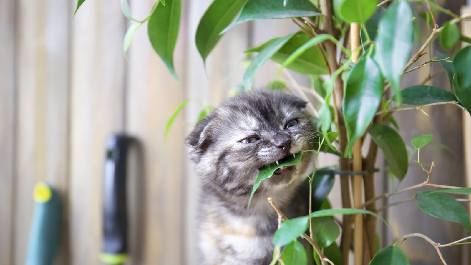 que hacer gato comiendo planta