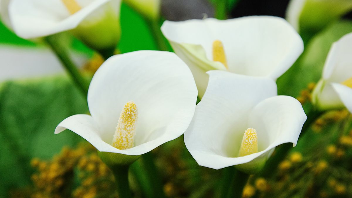 regalar cala blanca xl