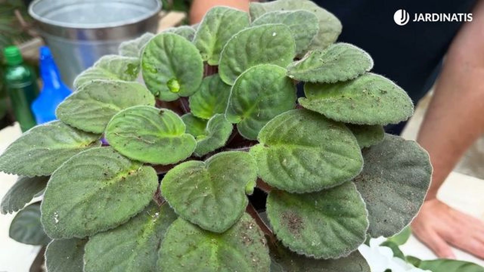 por que la violeta africana deja de florecer jardinatis 23 28