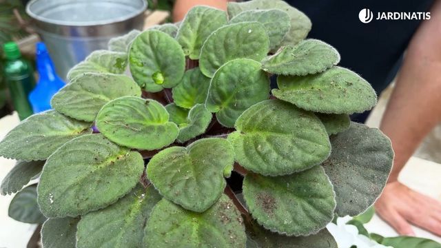 por que la violeta africana deja de florecer jardinatis 23 28
