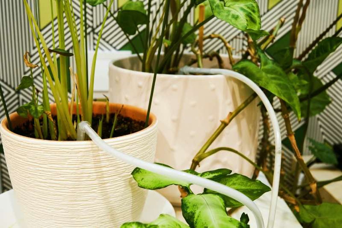 Sistema automático de riego por goteo.