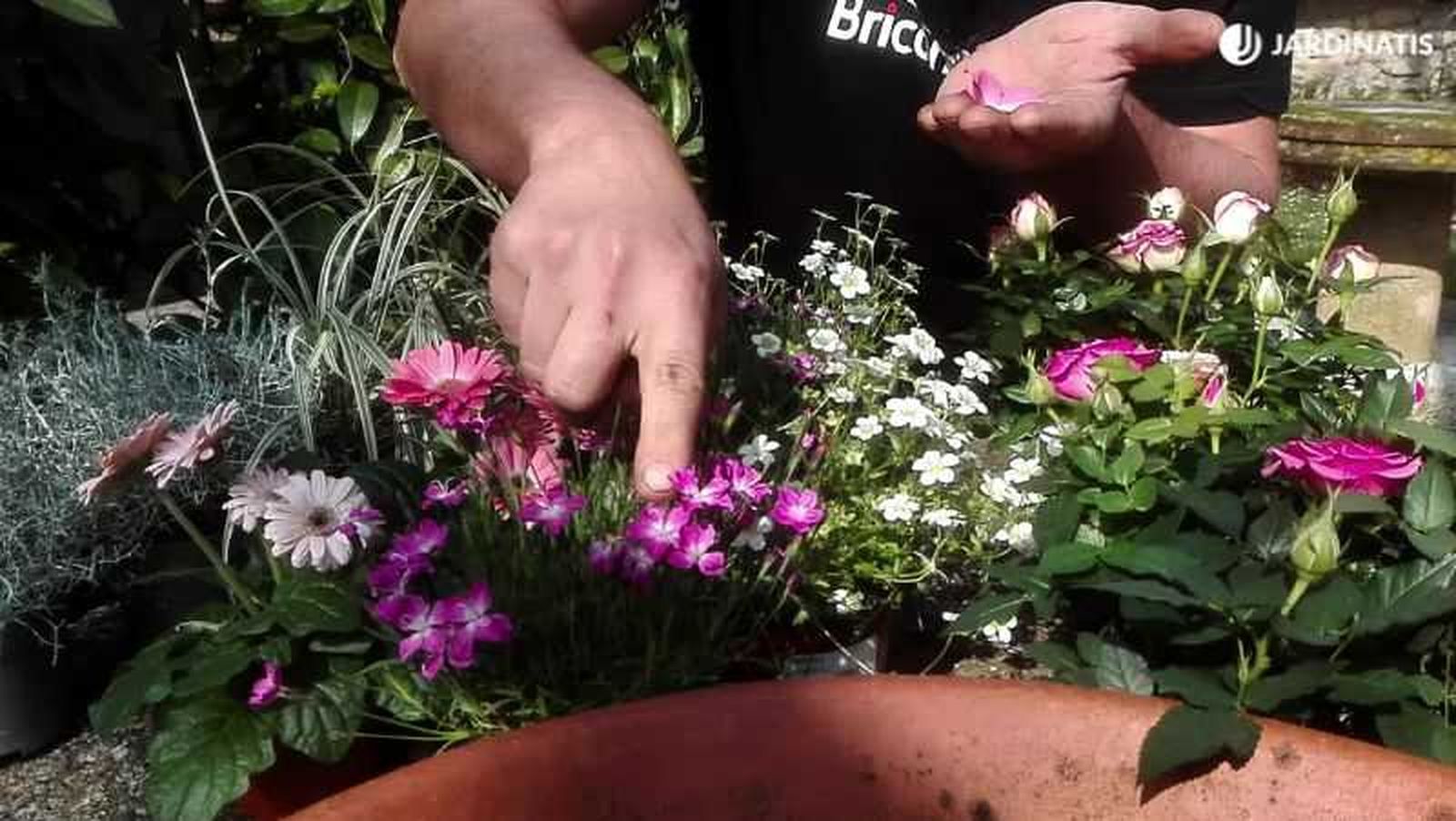 Las clavelinas son flores comestibles