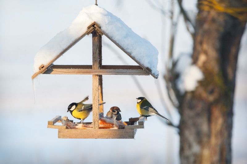 Comederos para pájaros