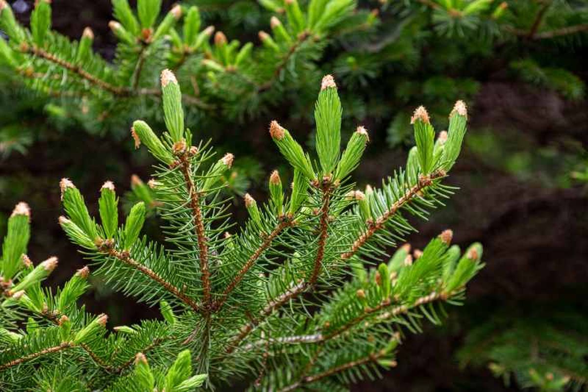 Picea abies