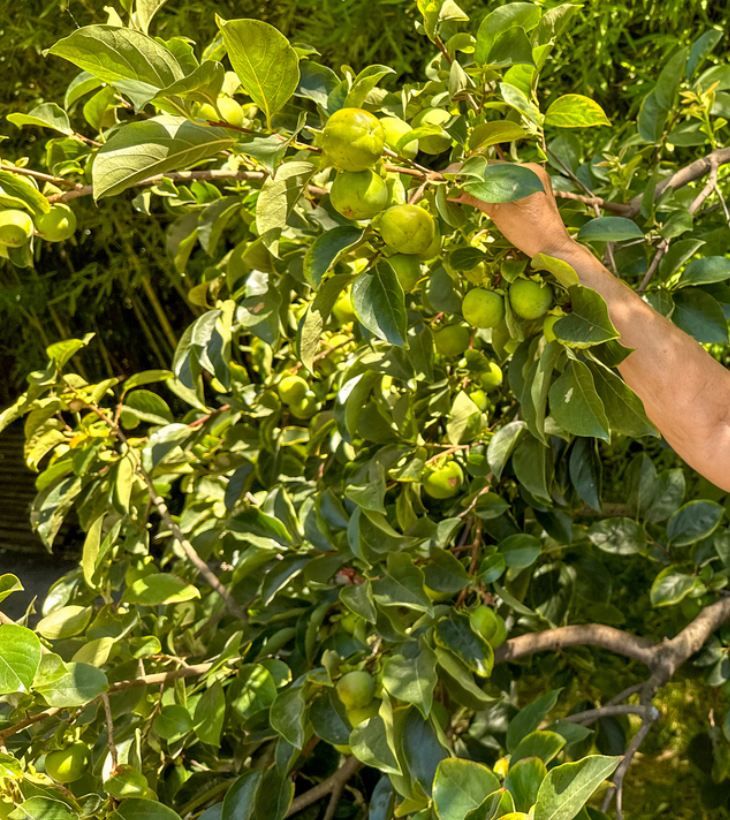 arbol limonero