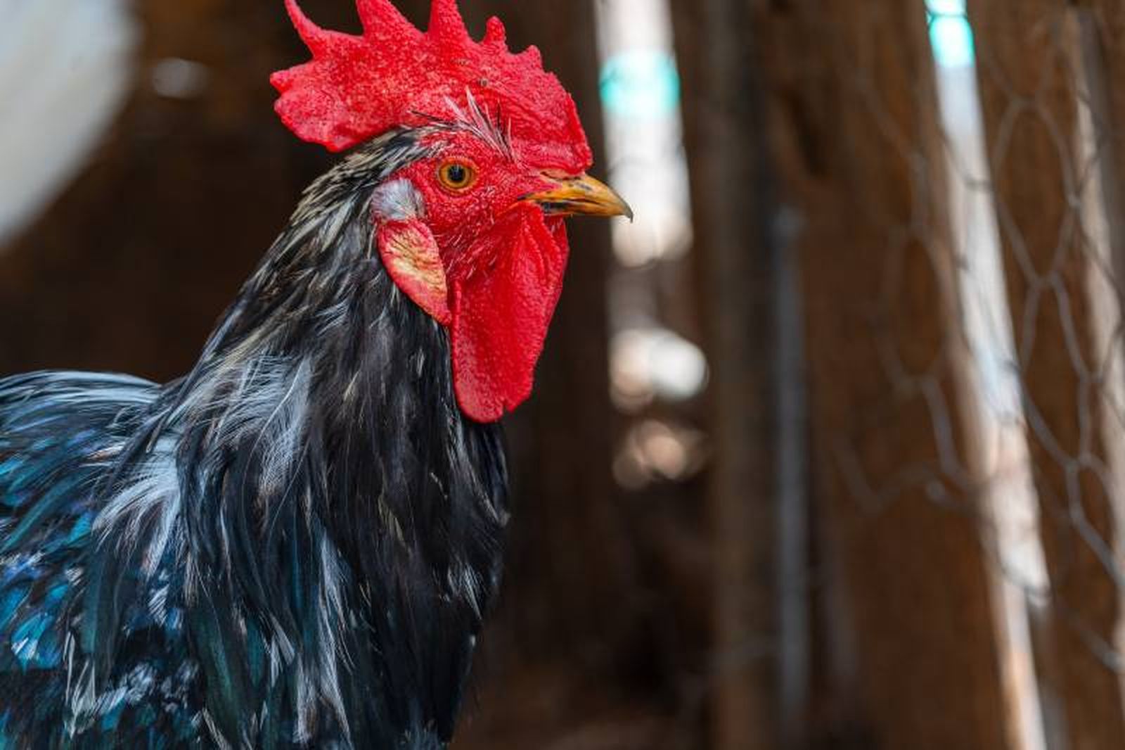 De media, un gallo vive entre 5 y 10 años.