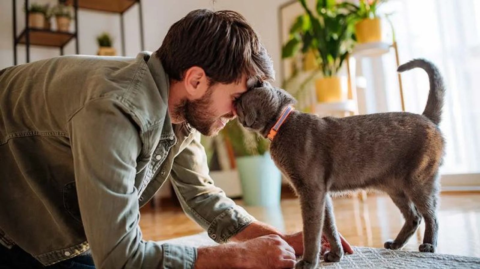 por que mi gato me sigue a todos lados 1