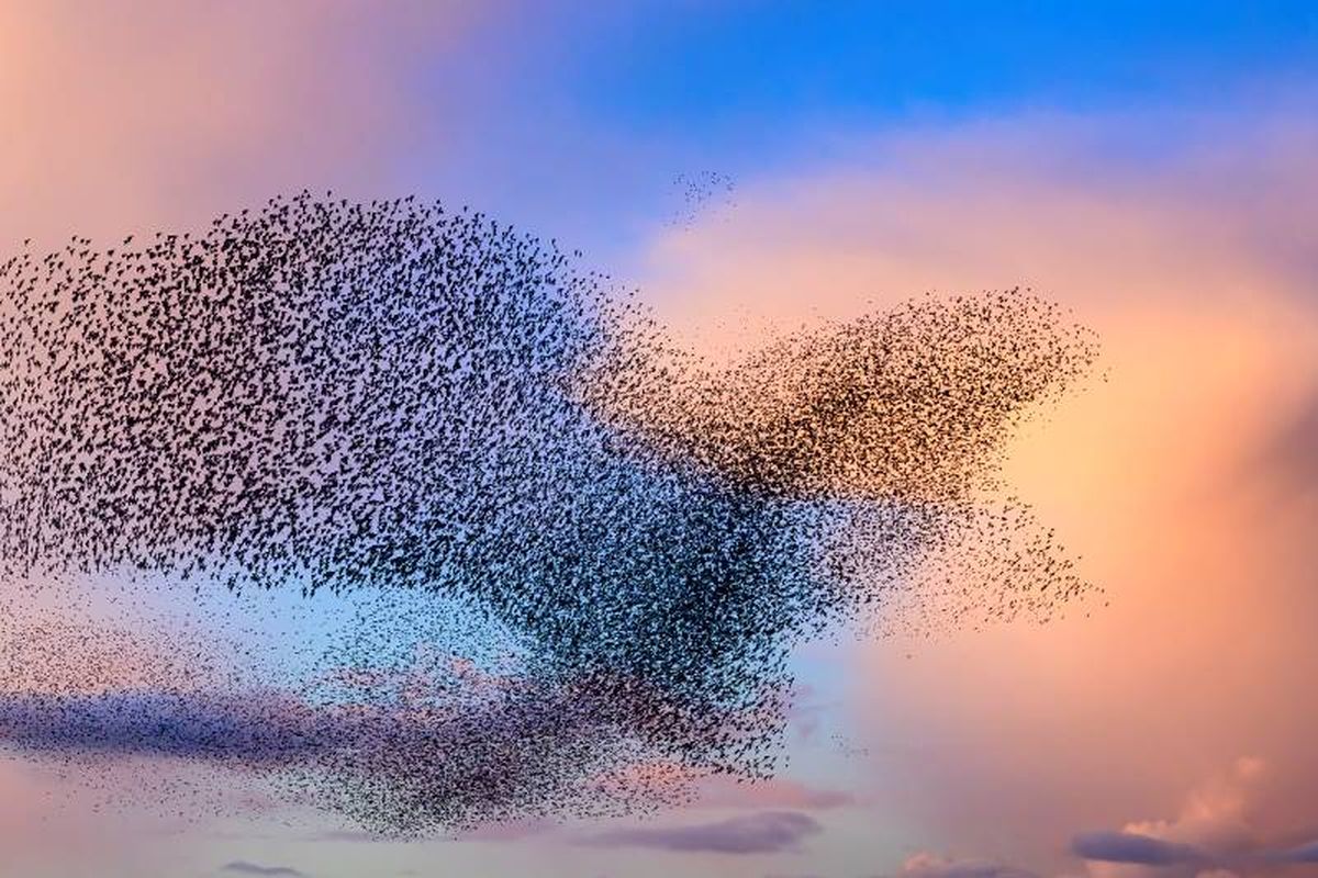 Las aves aprenden las rutas migratorias gracias a una combinación de diferentes factores.