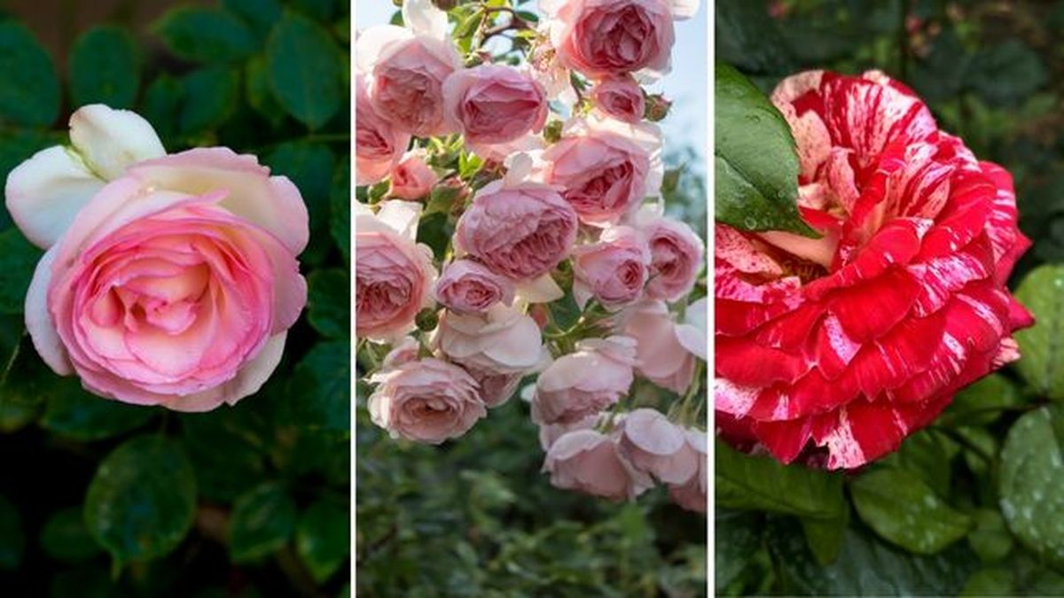 Rosal banksia Rosal William morris rosal julio iglesias