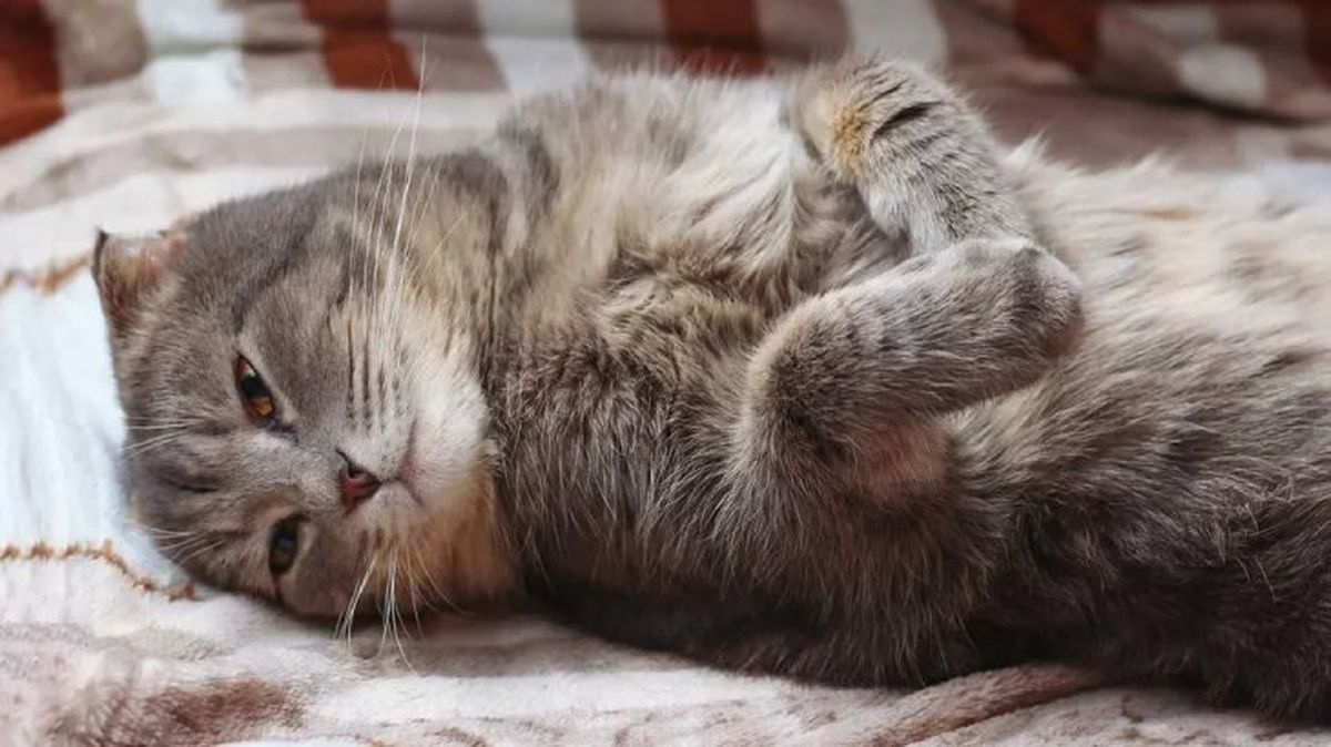 por que mi gato me amasa 3