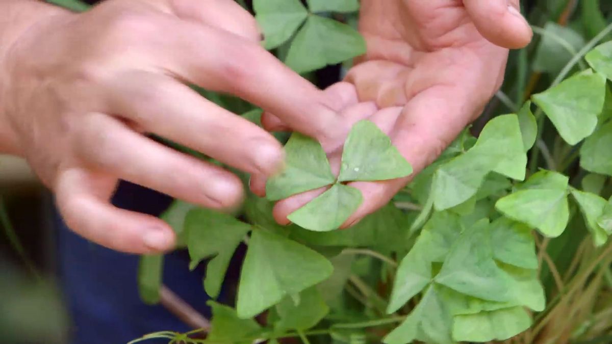 brico 924 3 barrabas oxalis hojas