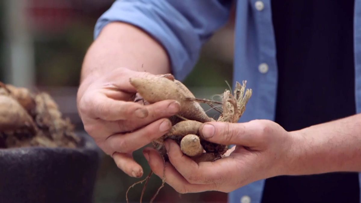 brico 944 3 bulbos dalia tuberculo comestible