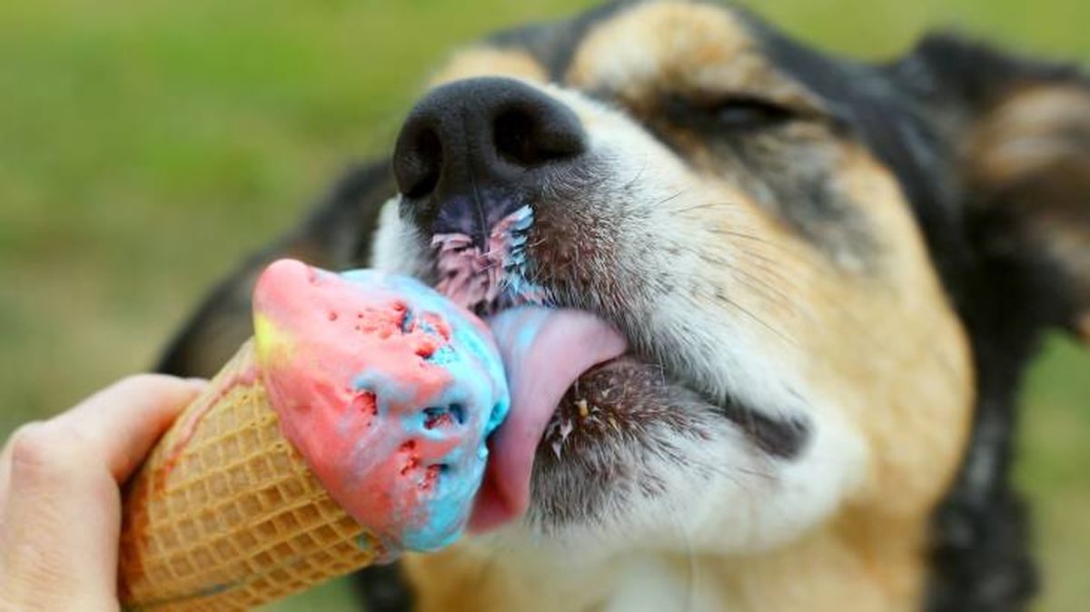 Los perros pueden comer helados caseros para refrescarse