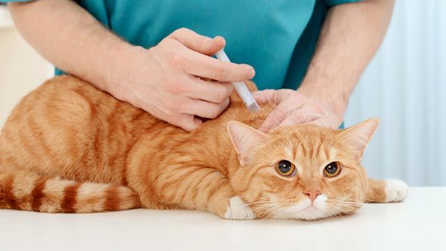gato vacunado