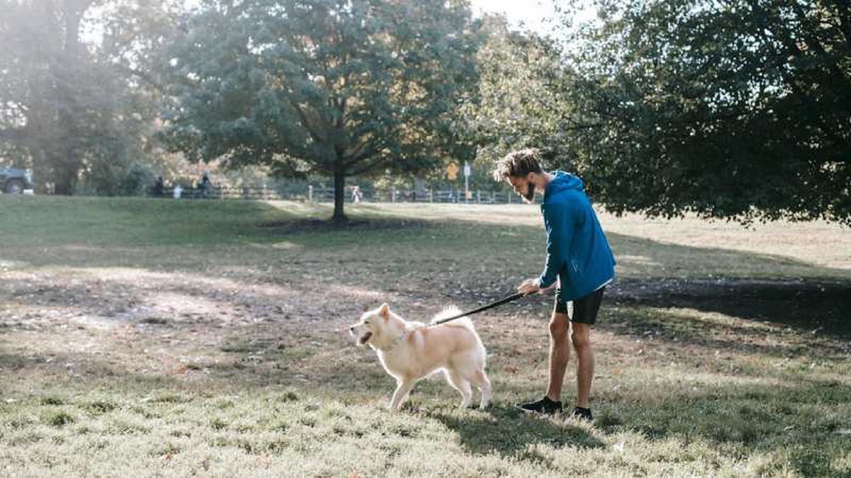 El tiempo que hay que esperar para sacar a un perro a pasear después de comer