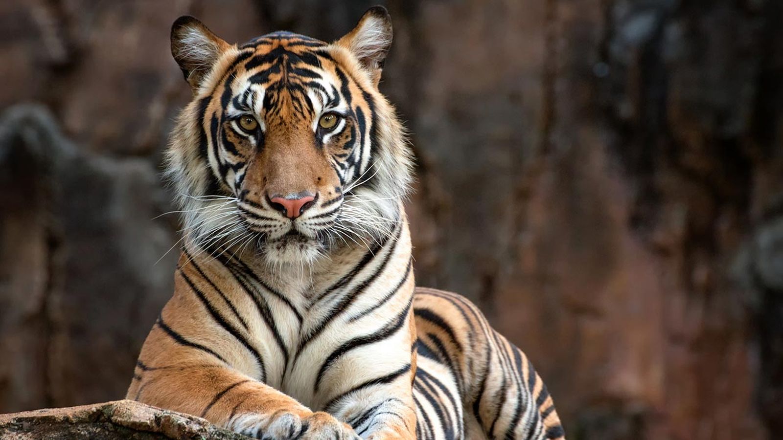 curiosidades tigre 7