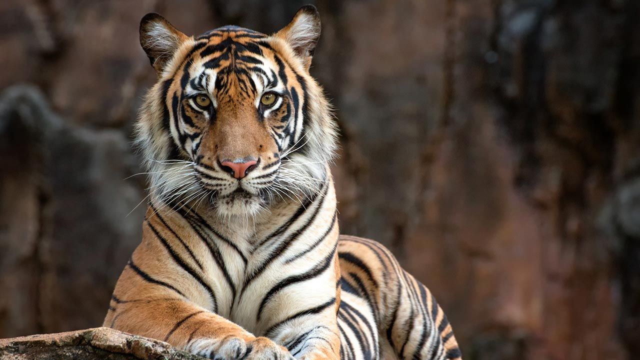 curiosidades tigre 7