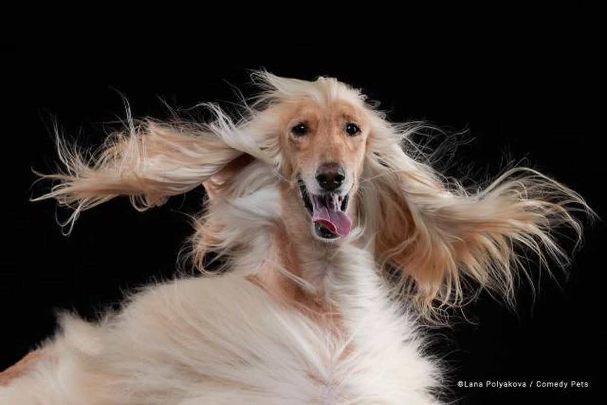 finalista13 premios fotografia Comedy Pet Photo Awards 2023
