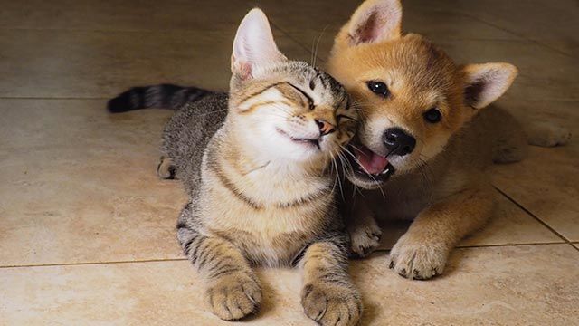 gato y perro