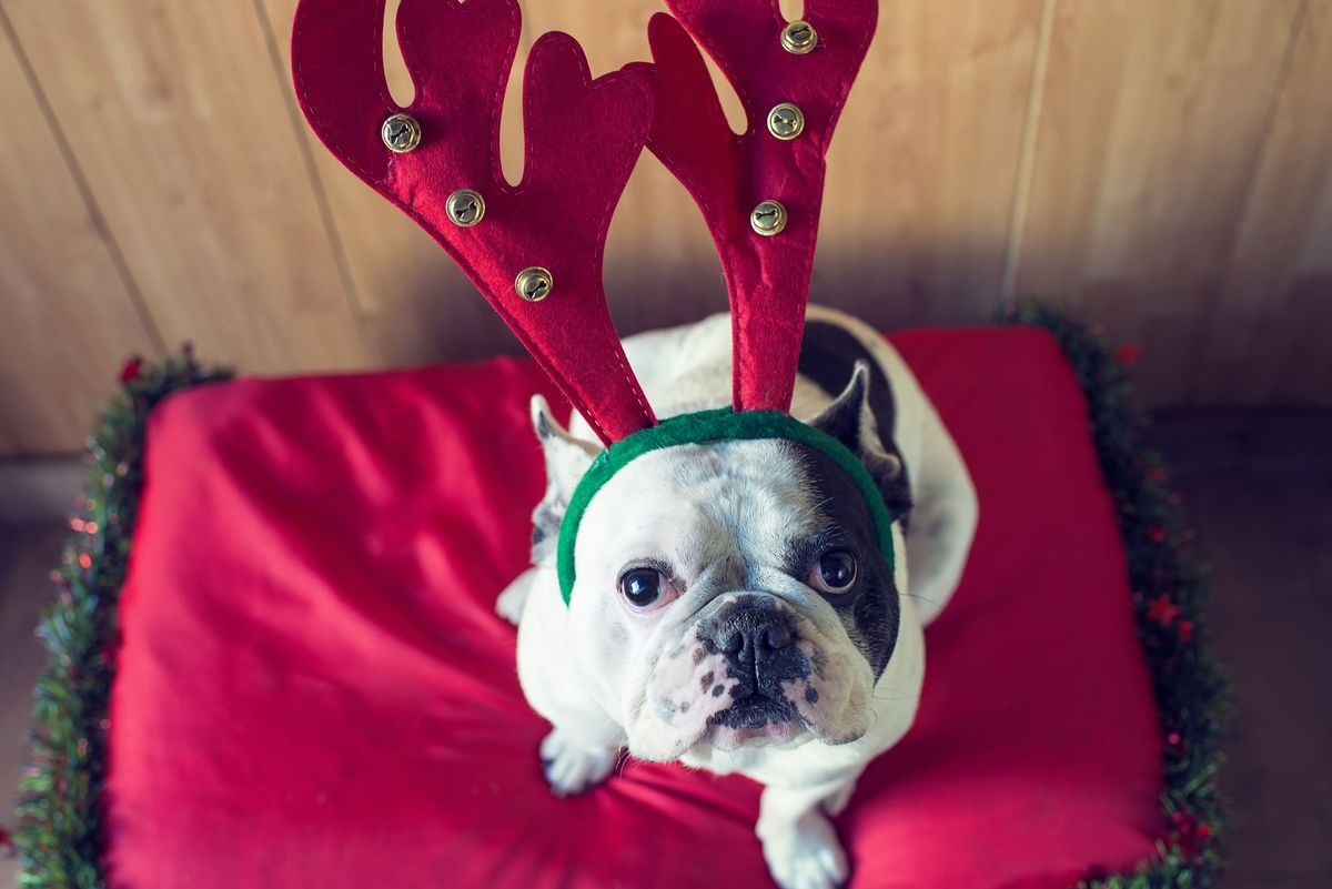 Nuestros perros se sienten muy incómodos con los disfraces.