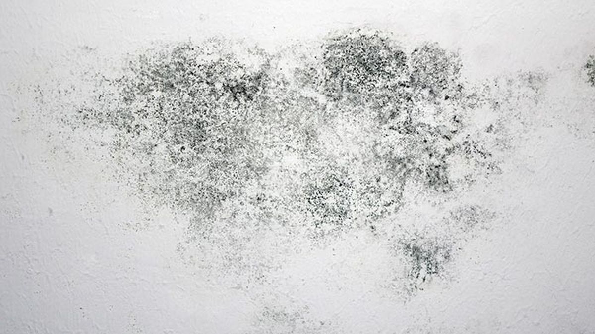 Por que aparece el moho