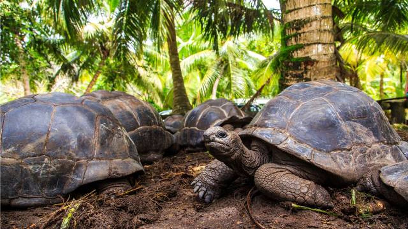tortuga gigante de los galapagos donde vive islas Oceano Pacifico