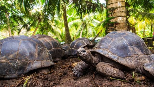 tortuga gigante de los galapagos donde vive islas Oceano Pacifico