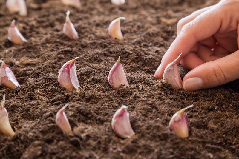 Plantar dientes de ajo