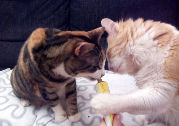 malta gatos