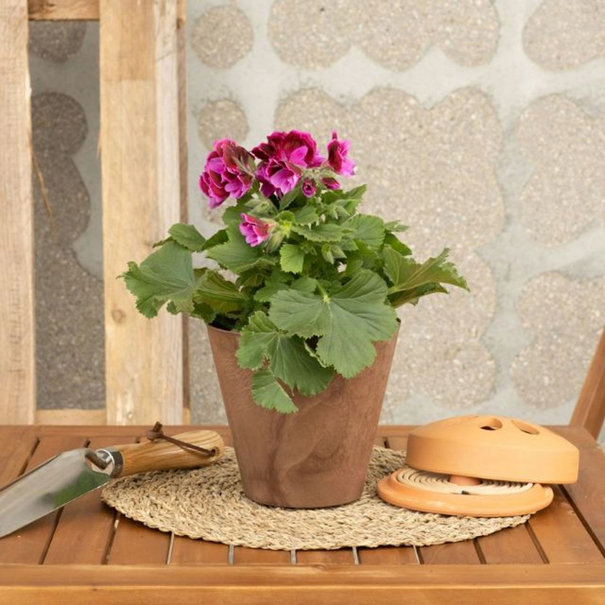 Pelargonium grandiflorum be green