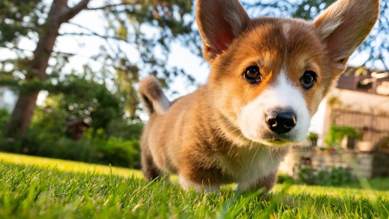 corgi gales de pembroke 10