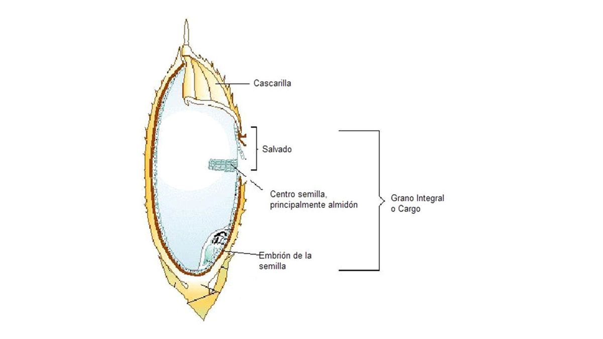 partes grano de arroz