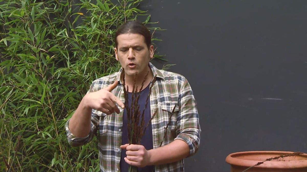 deco 651 restio planta rustica potencial estetico