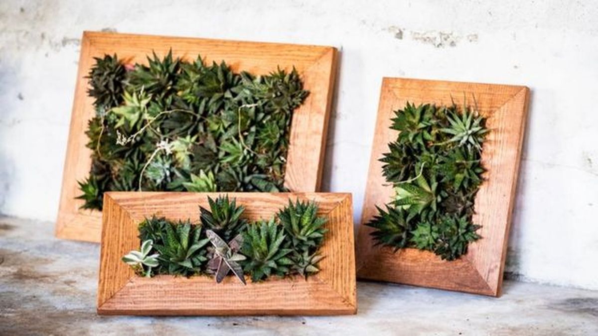 cuadro vivo kokedama lucciana