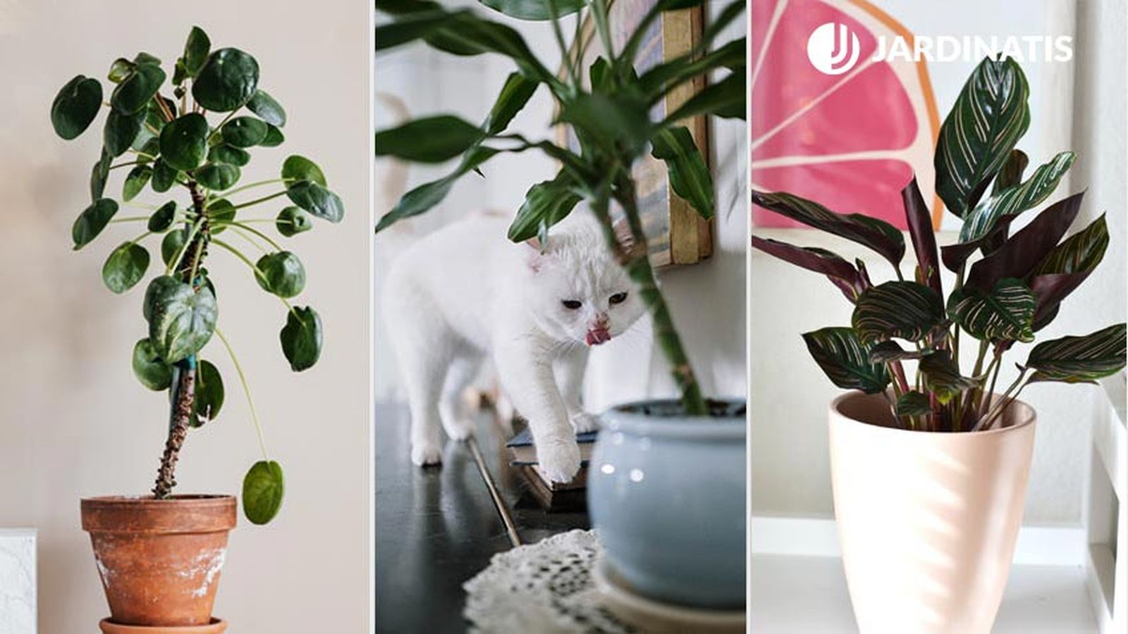 No todas las plantas son seguras para nuestros gatos.