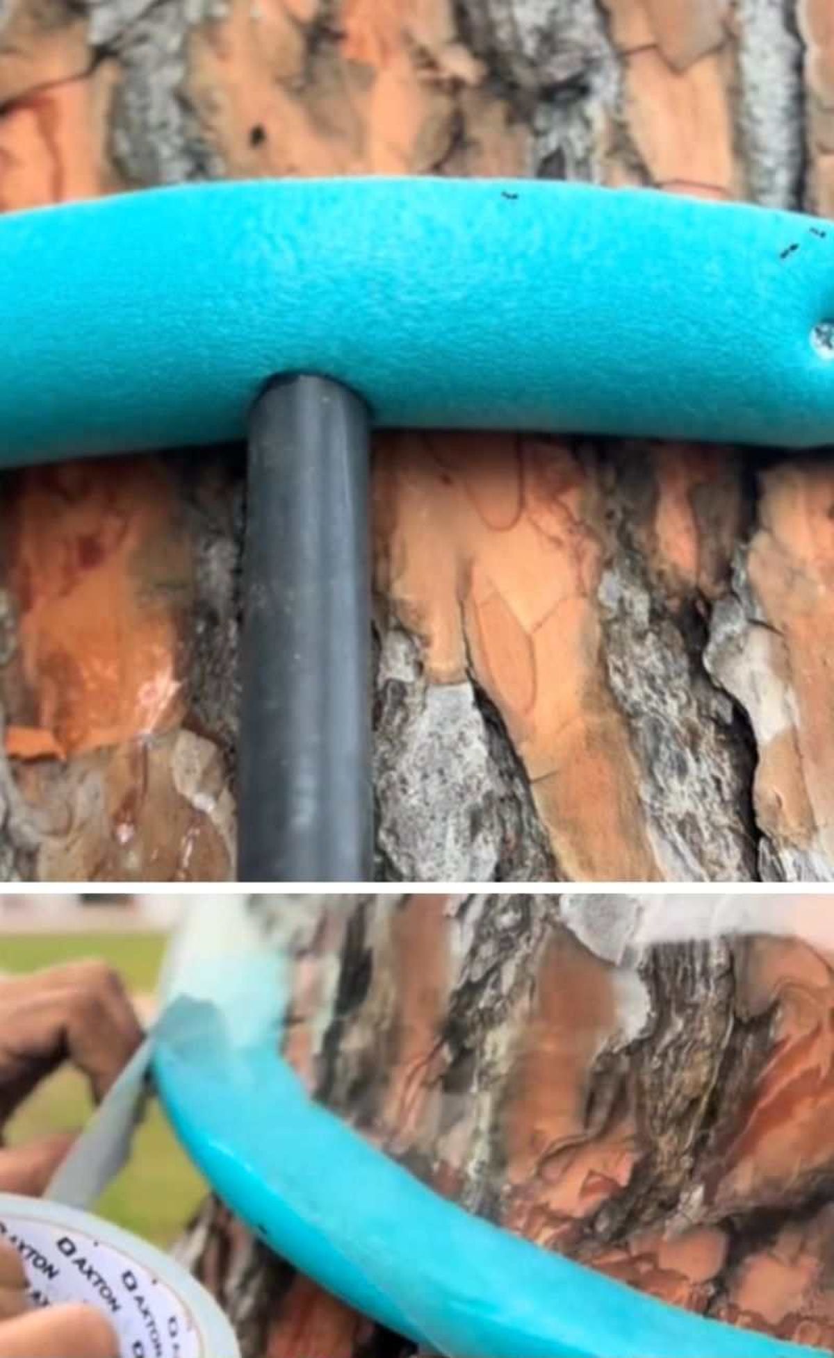 trampa contra la procesionaria