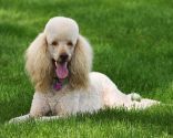 caniche perros nadadores