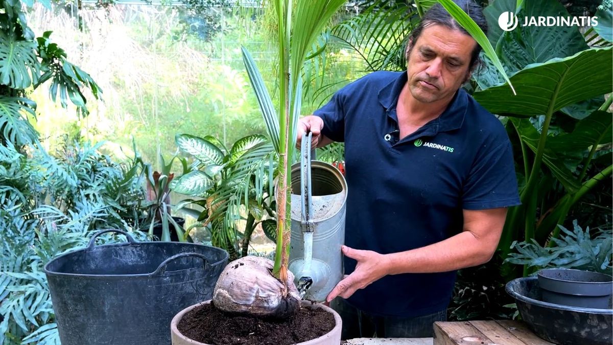 cocos nucifera cocotero en maceta xl