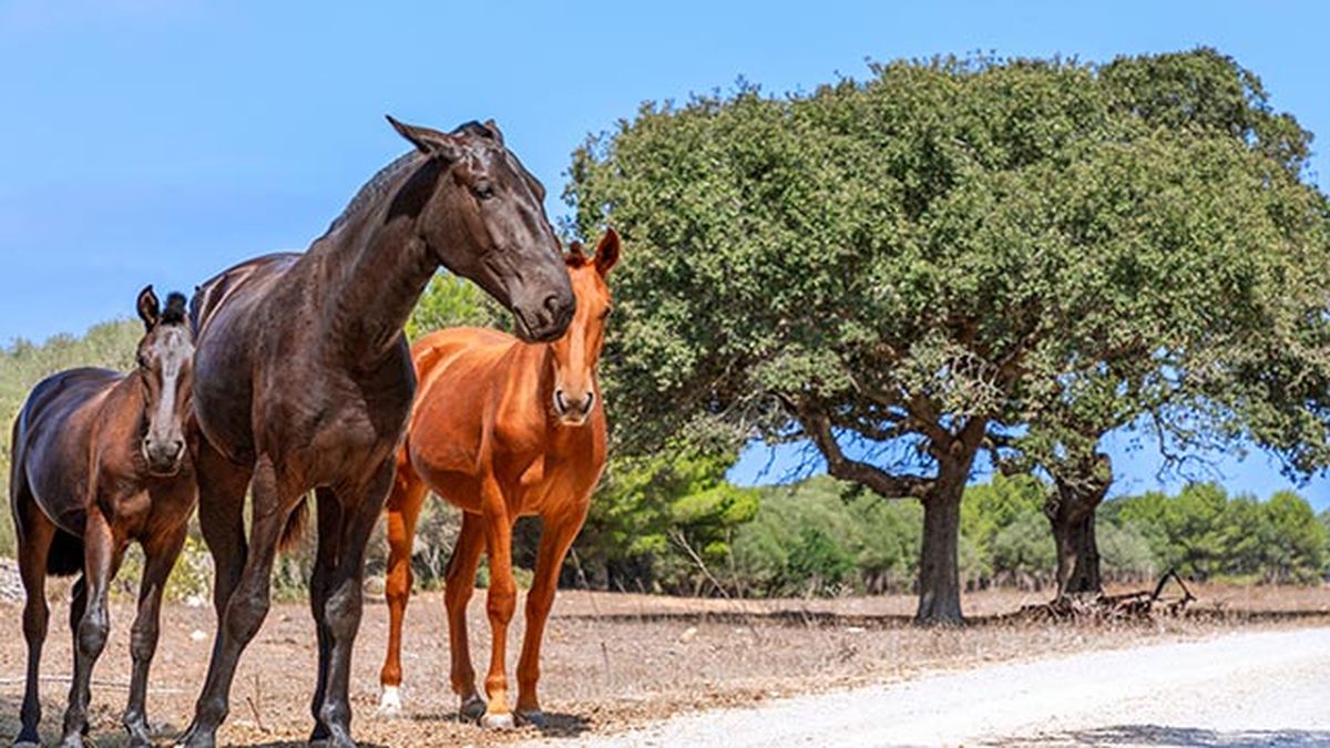 Caballo Menorquín