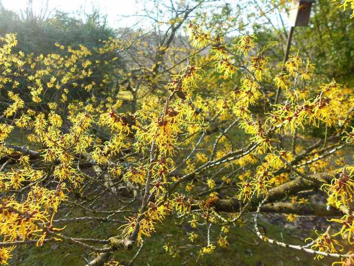 Hamamelis virginiana de flor amarilla.