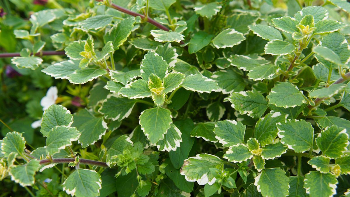 plectranthus coleoides planta olor