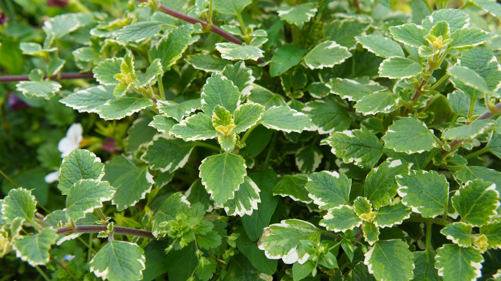 plectranthus coleoides planta olor