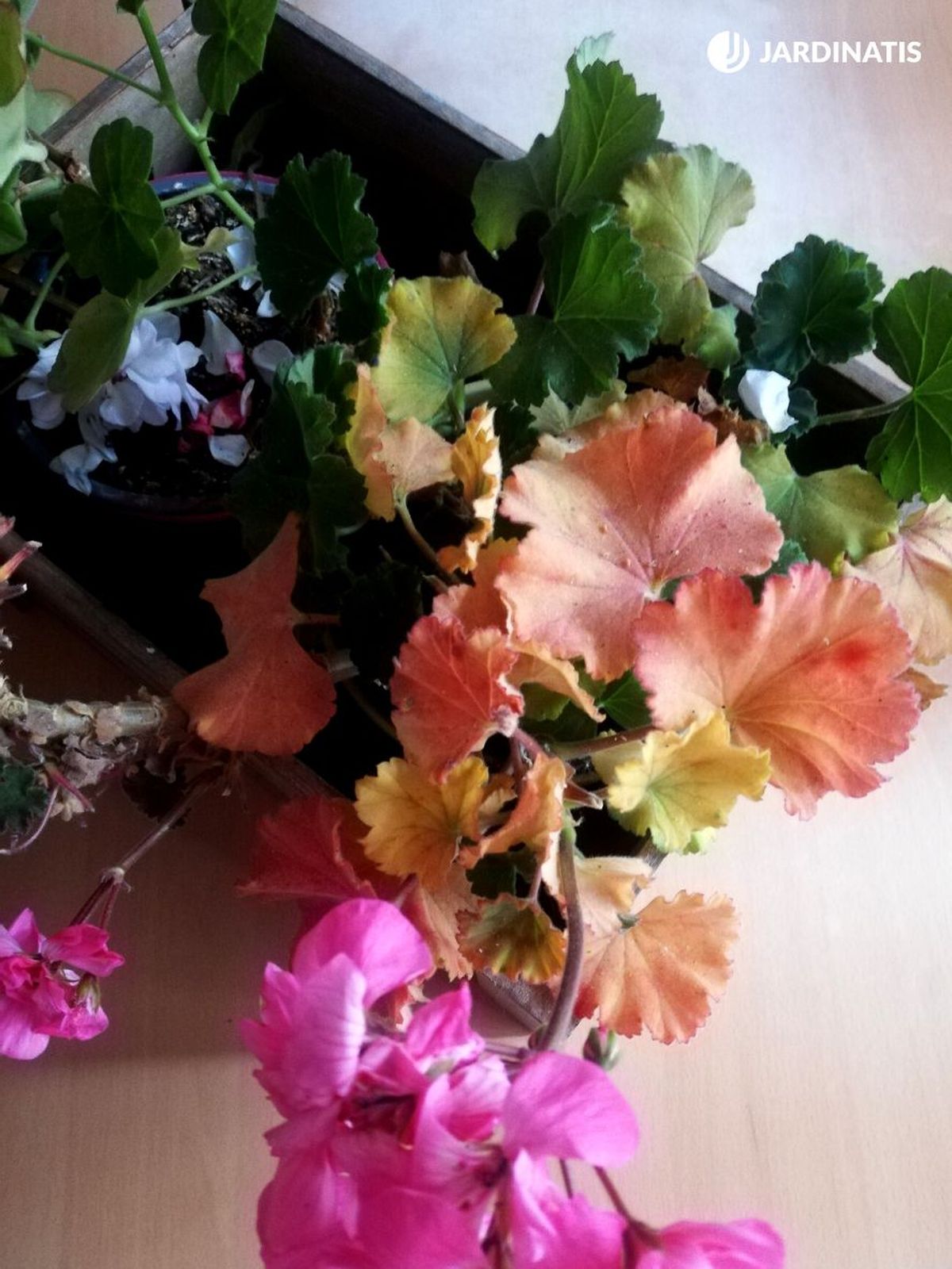 causas de las hojas rojas del geranio