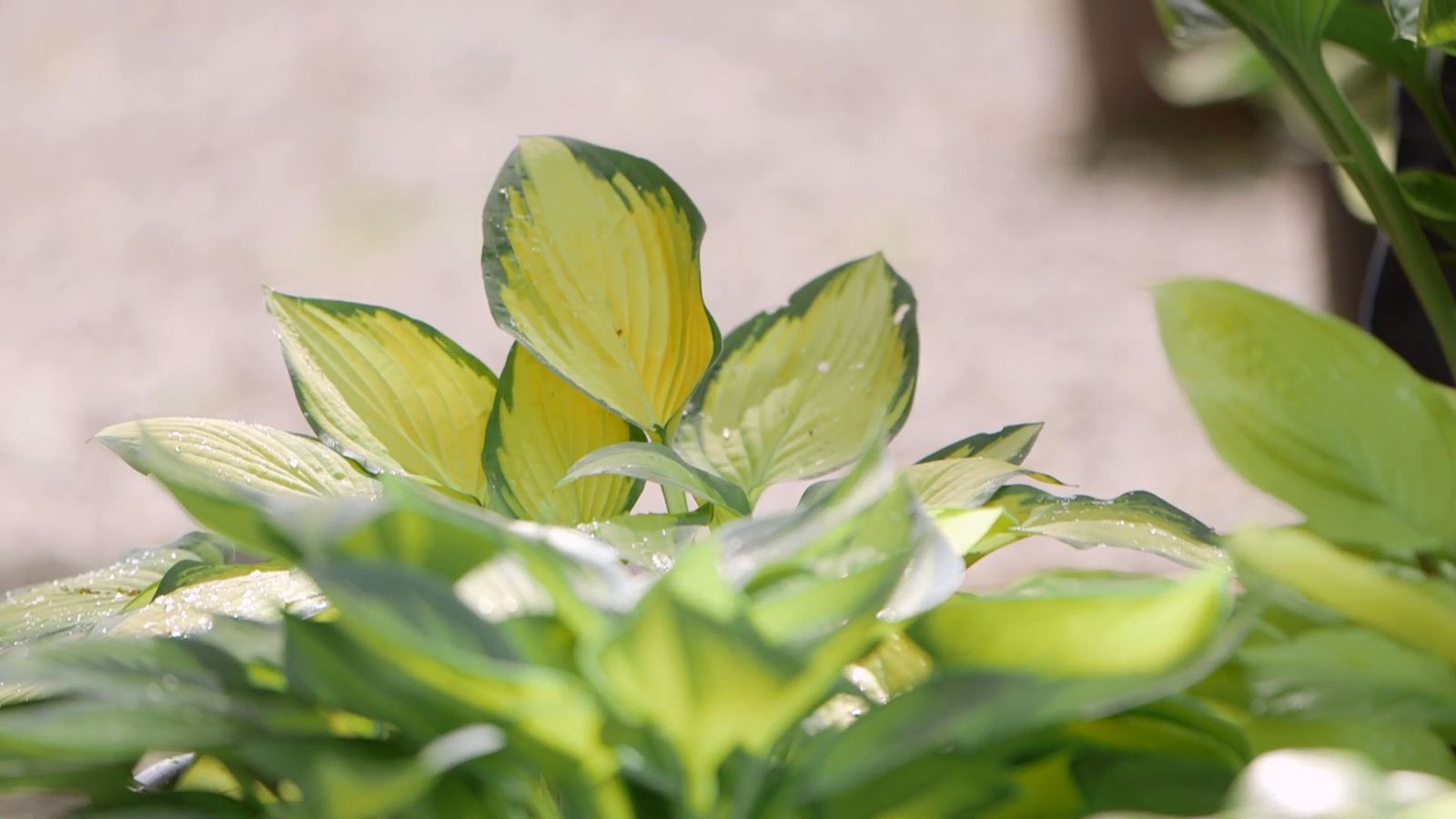 brico 0913 3 variedades hostas hermosas hosta amarilla ribete verde