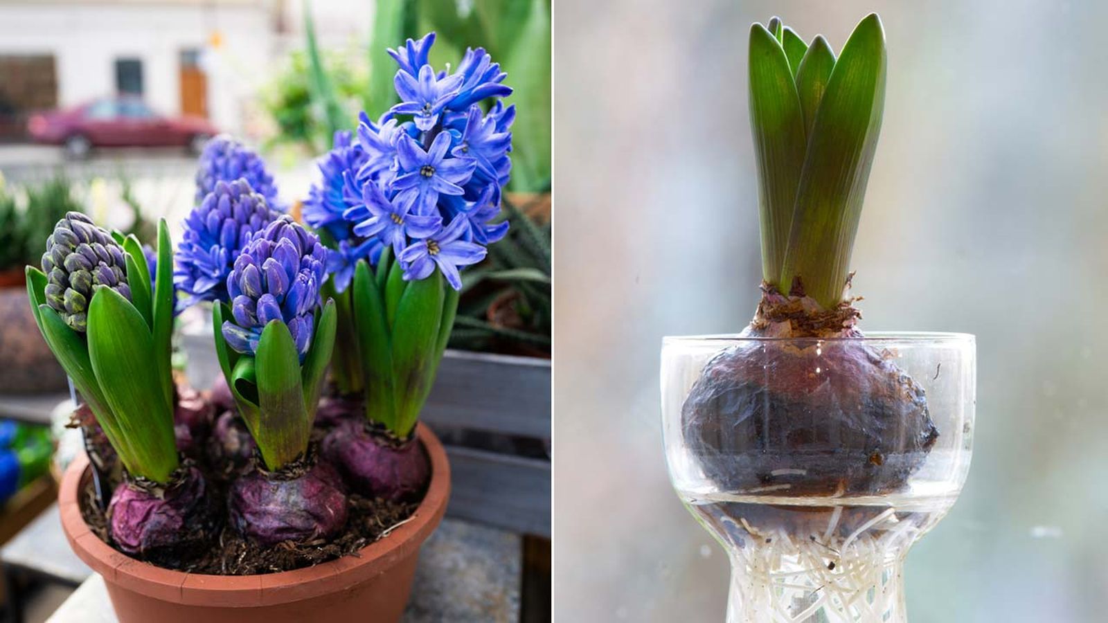 cultivo de bulbos jacinto caracteristicas cuidados